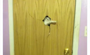 Hey Pandas, Post The Funniest Animal Meme (Closed)