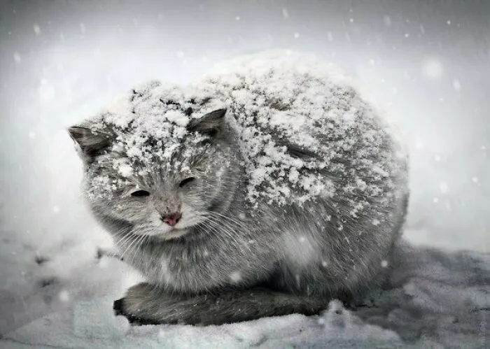 Hey Pandas, Make The Kitty Warm (Closed)
