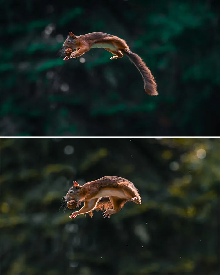 I've Been Photographing Red Squirrels For 6 Years, Here Are My 19 Photos To Show How Acrobatic They Really Are