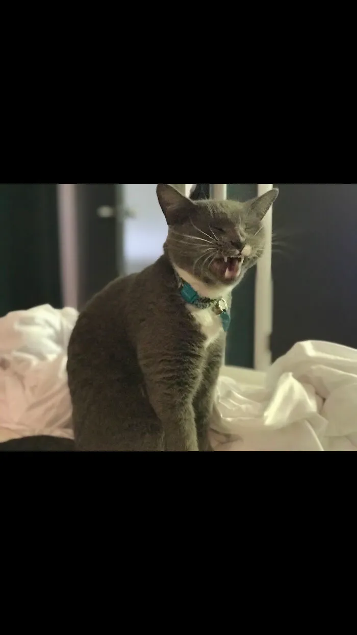 Gracie- Cray Gray