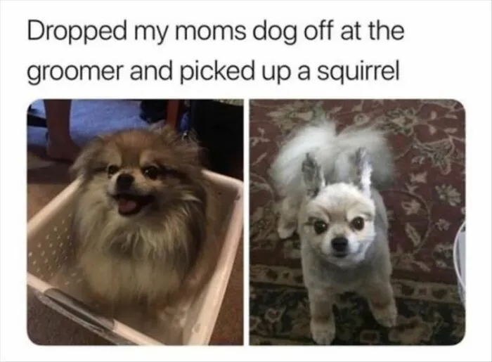 Squirrely Situation