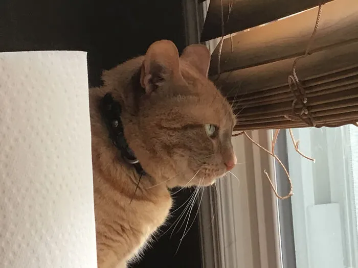 She’s Stalks A Bird (They Won The War)