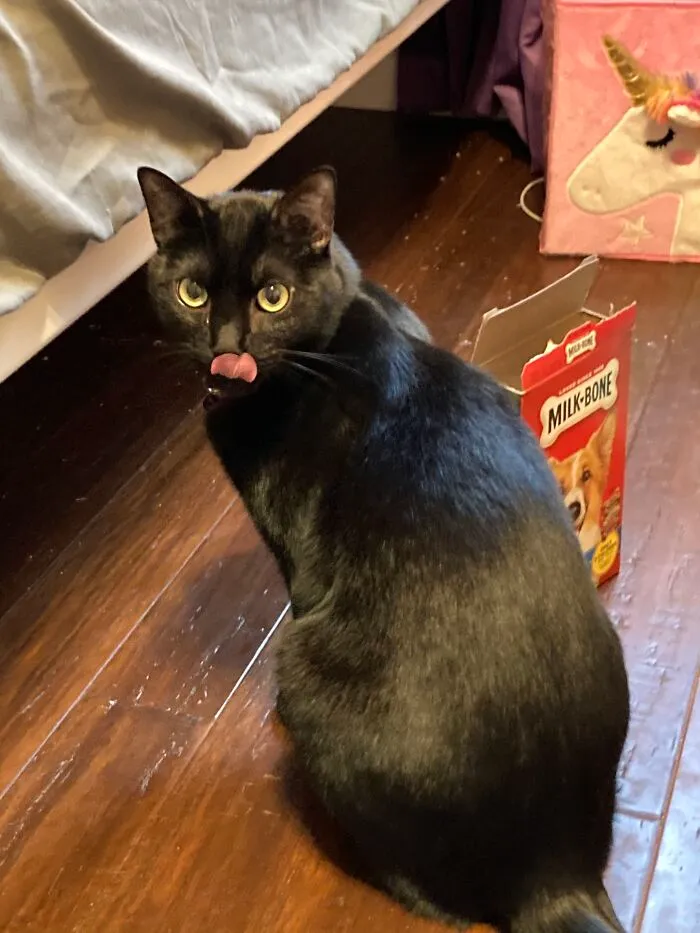 My Two Fluffy Kitties Both With Tongues Out, Hope You Like