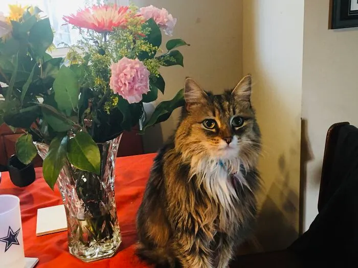 Ariel The Cat