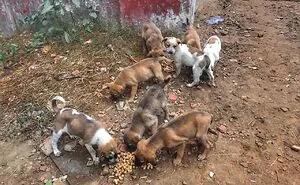 I'm Making A Fundraiser For Treatment For 4 Sweet Puppies