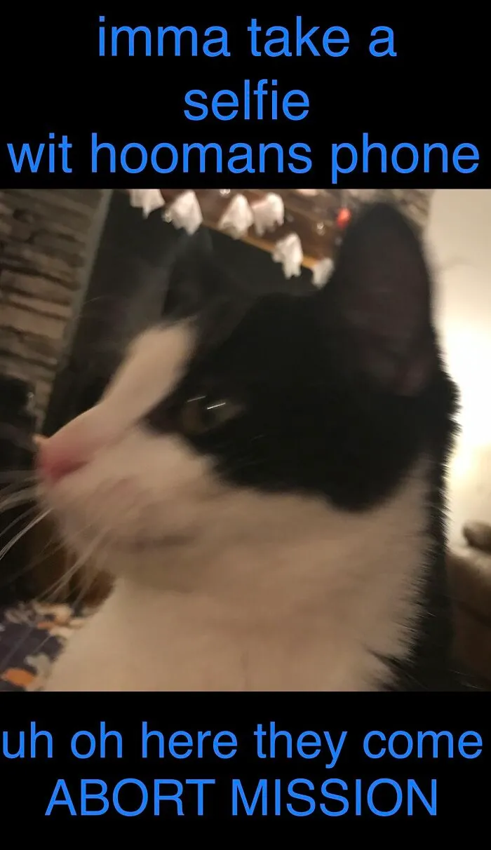 Cats Being Cats