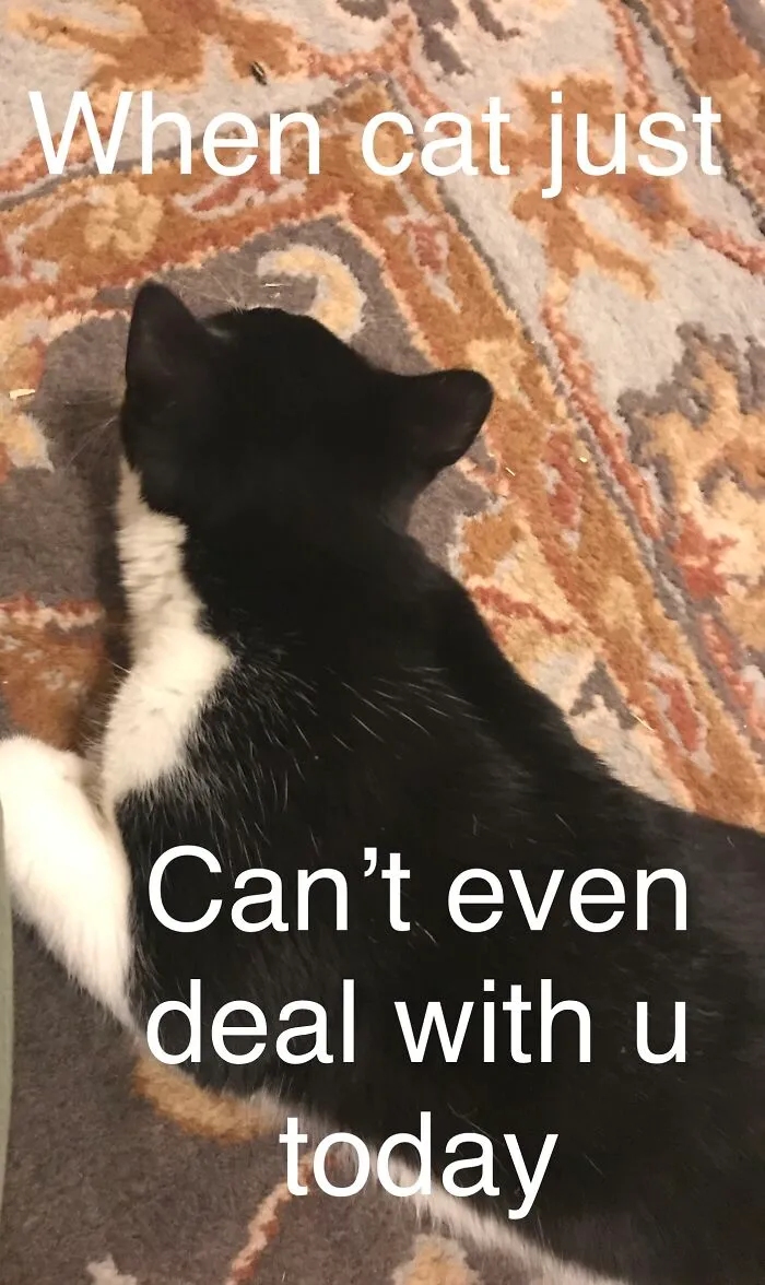 Cat Has Had Enough