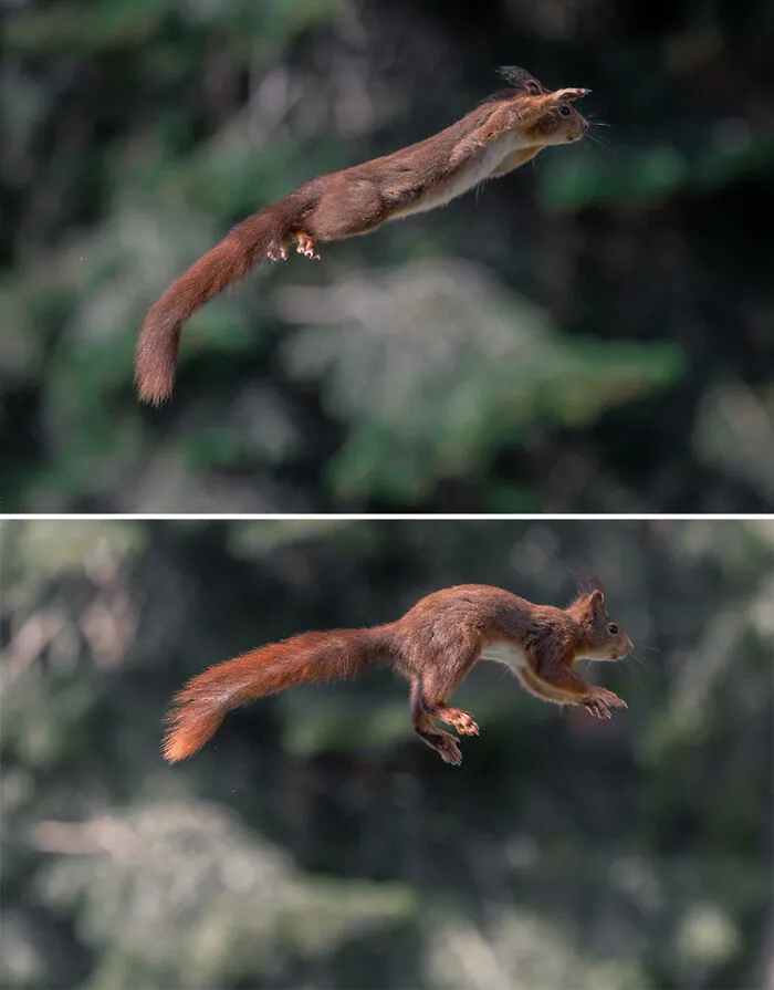 I've Been Photographing Red Squirrels For 6 Years, Here Are My 19 Photos To Show How Acrobatic They Really Are