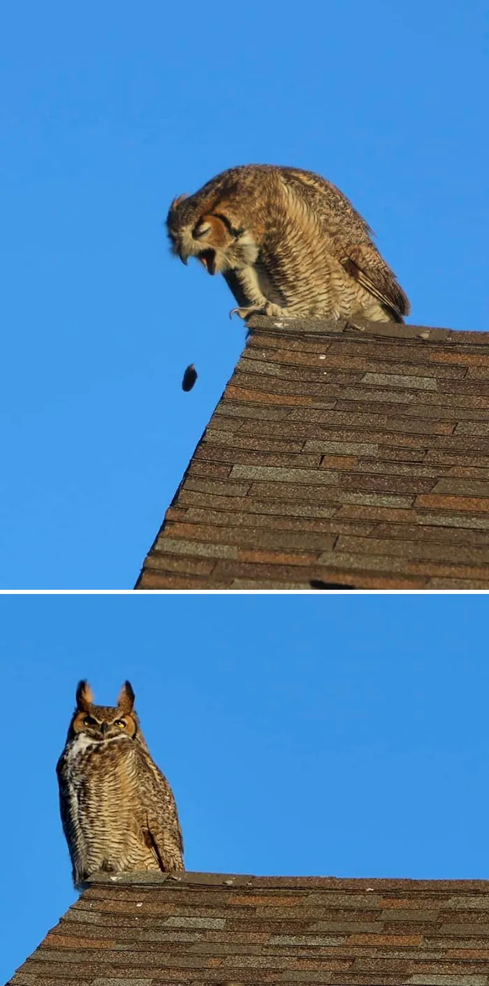 This Great Horned Owl Was Chilling On The Roof Behind Our House.  I Raced Around The Block Where The Light Was Better And Got This!