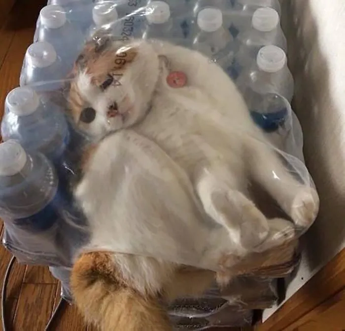 People Are Laughing At These 43 Cats Chilling In Places They Shouldn’t Be, Posted By This Twitter Account