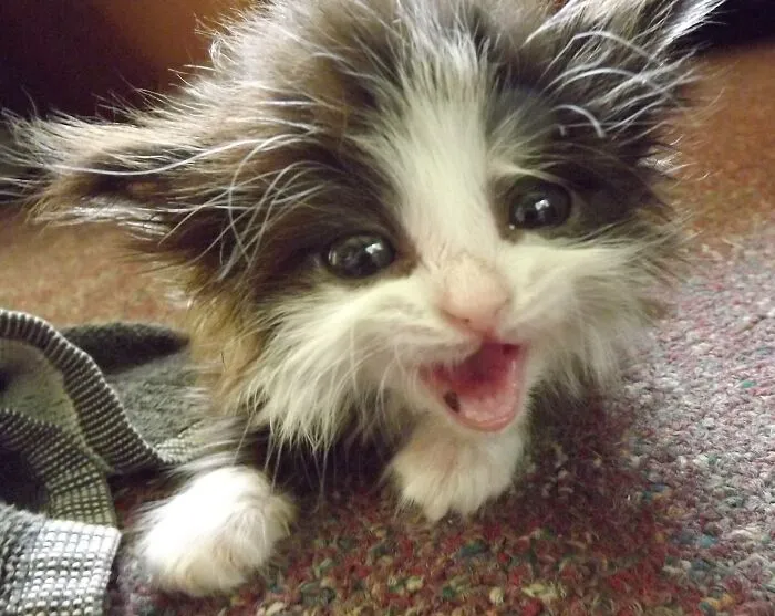 Trooper The Handicapped Kitten Rescued 5/8/12