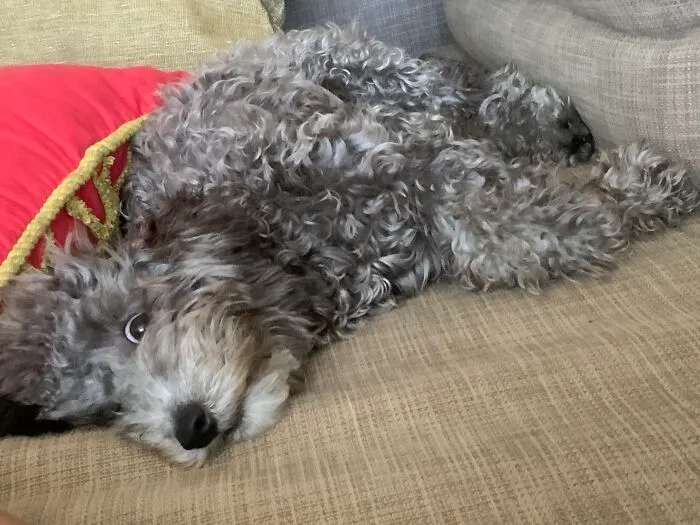 My Jackapoo’s “So Relaxed I’m Almost Asleep” Face