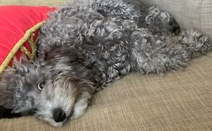 Hey Pandas, Post A Picture Of Your Dog