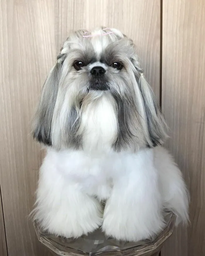 Small dog fashionista with long gray and white fur styled like a pop star, sitting against a wooden background.