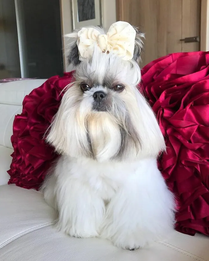 Fluffy dog fashionista with a large cream bow, sitting on a white couch with red textured pillows behind.