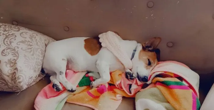 Sadie My Amazing (And Super Derpy) Jack Russell!