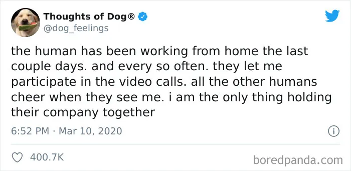 50 Funny Tweets From People Who Are So Done With Zoom Calls