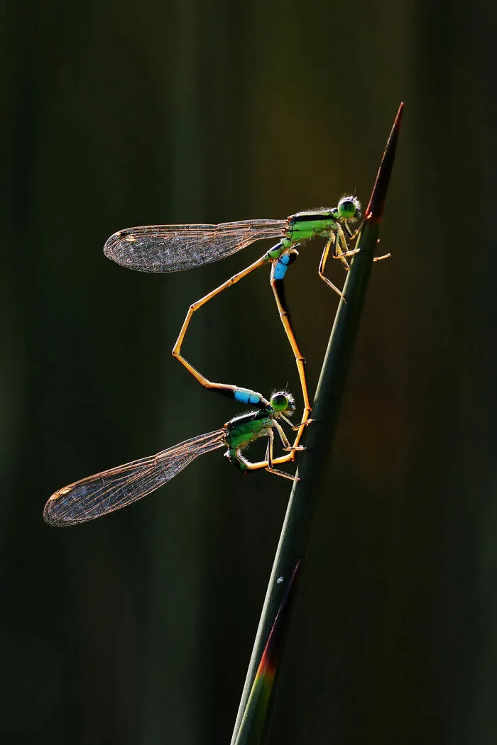 Behaviour - Invertebrates, Gold: Dr Tze Siong Tan, Singapore