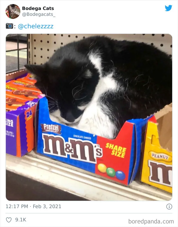Esta cuenta de Twitter colecciona fotos de gatos en tiendecitas actuando como si fueran los dueños (50 fotos nuevas)