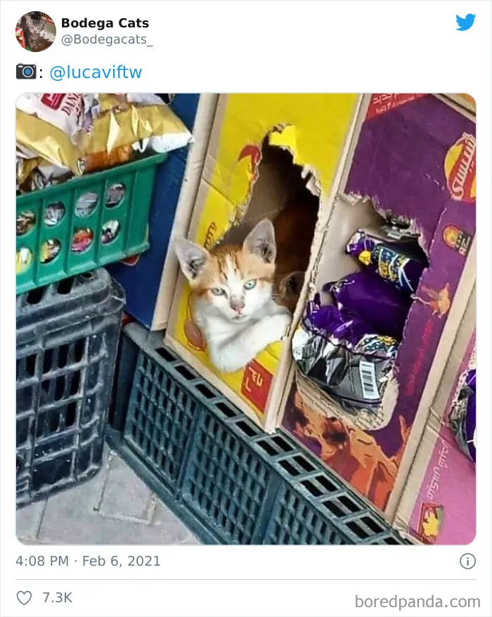 Esta cuenta de Twitter colecciona fotos de gatos en tiendecitas actuando como si fueran los dueños (50 fotos nuevas)