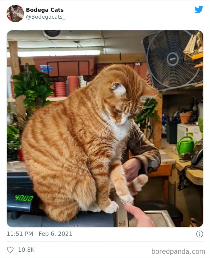 Esta cuenta de Twitter colecciona fotos de gatos en tiendecitas actuando como si fueran los dueños (50 fotos nuevas)
