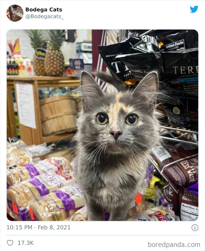 Esta cuenta de Twitter colecciona fotos de gatos en tiendecitas actuando como si fueran los dueños (50 fotos nuevas)