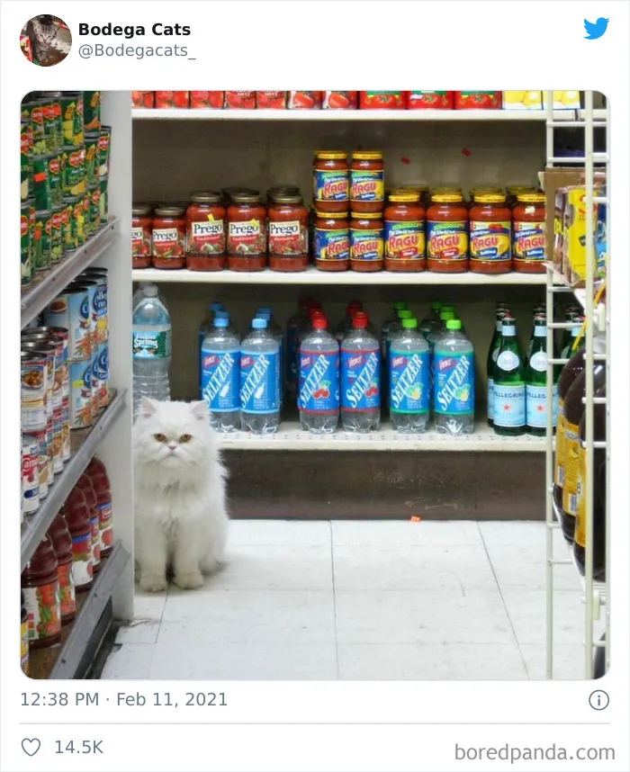 Esta cuenta de Twitter colecciona fotos de gatos en tiendecitas actuando como si fueran los dueños (50 fotos nuevas)