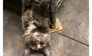 This Twitter Account Collects Photos Of Cats In Small Shops Looking Like They Own The Place (50 New Pics)