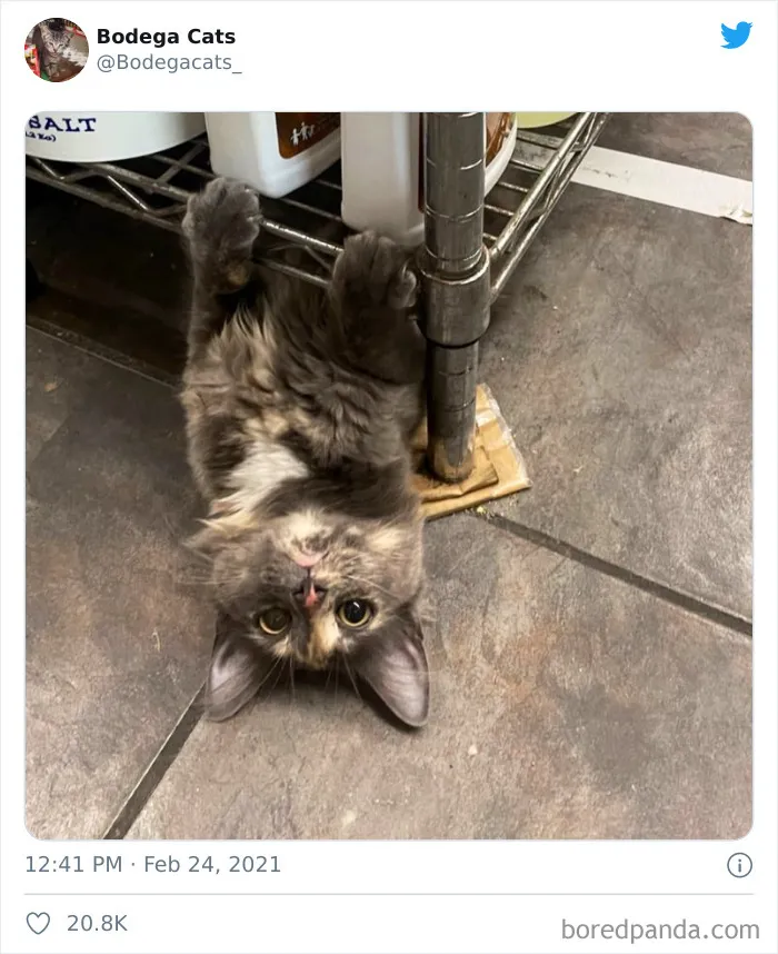 This Twitter Account Collects Photos Of Cats In Small Shops Looking Like They Own The Place (50 New Pics)