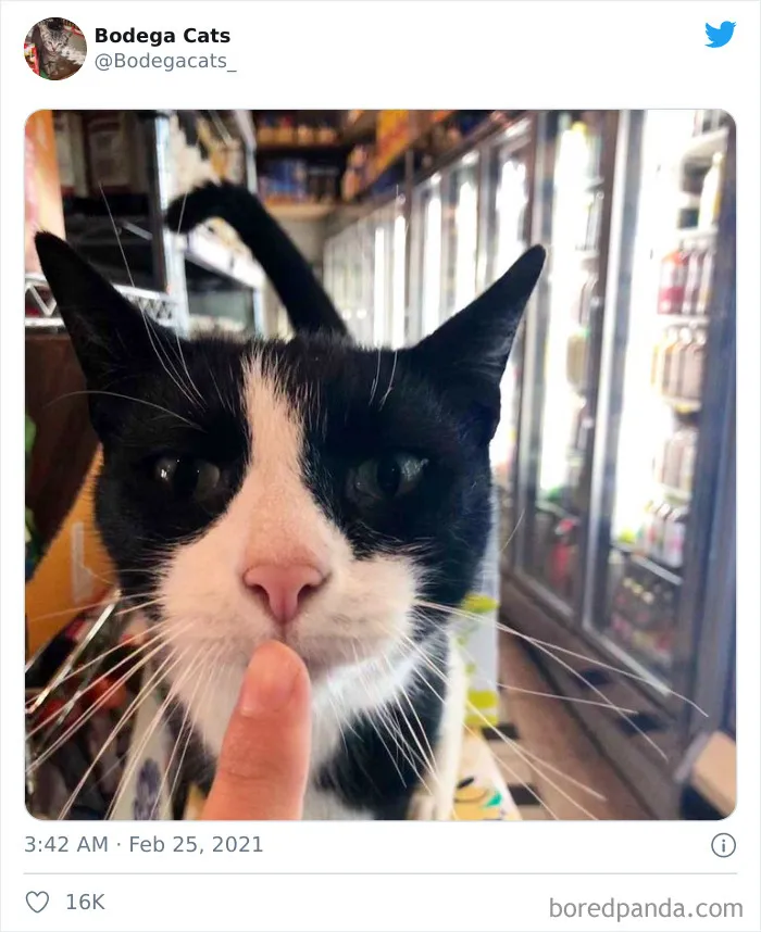 Esta cuenta de Twitter colecciona fotos de gatos en tiendecitas actuando como si fueran los dueños (50 fotos nuevas)