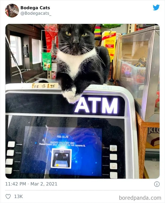 Esta cuenta de Twitter colecciona fotos de gatos en tiendecitas actuando como si fueran los dueños (50 fotos nuevas)