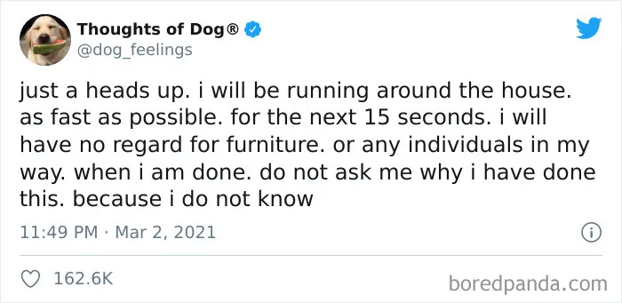 40 Of The Most Hilarious And Wholesome Dog Thoughts, As Shared By This Twitter Account (New Pics)