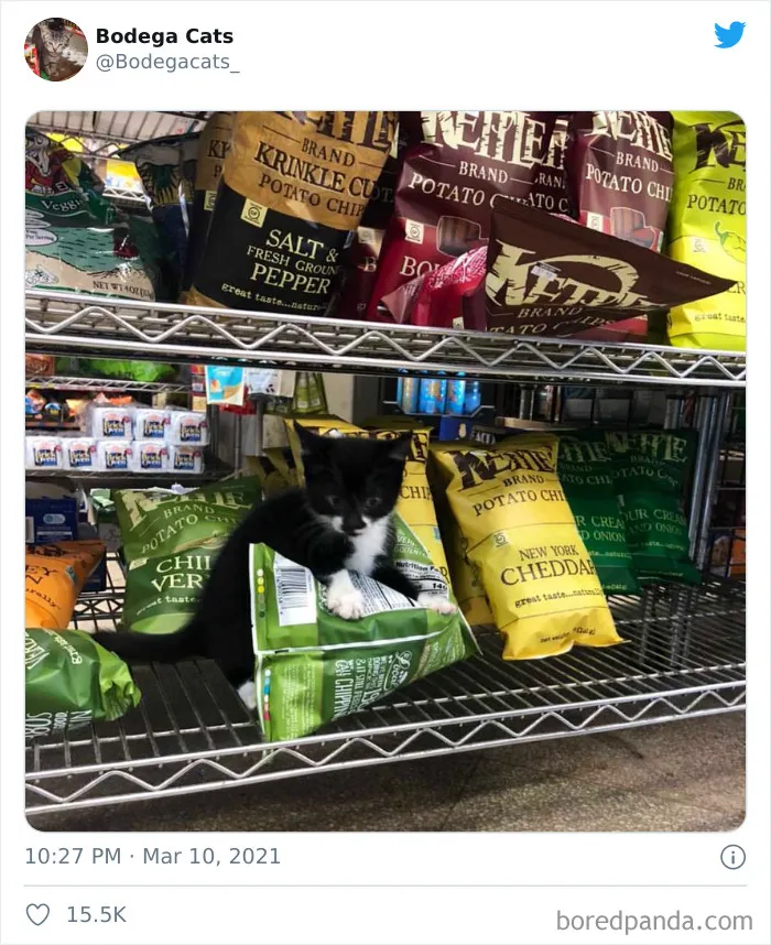 Esta cuenta de Twitter colecciona fotos de gatos en tiendecitas actuando como si fueran los dueños (50 fotos nuevas)