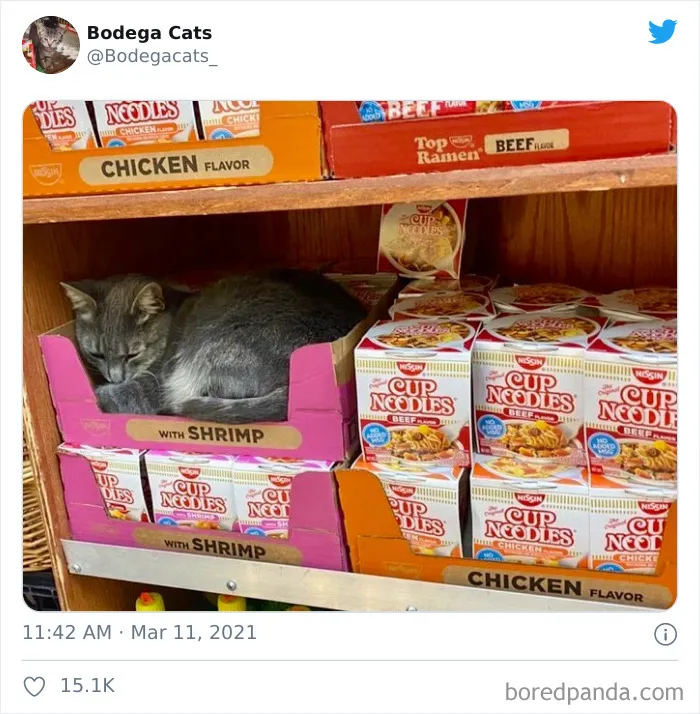 Esta cuenta de Twitter colecciona fotos de gatos en tiendecitas actuando como si fueran los dueños (50 fotos nuevas)