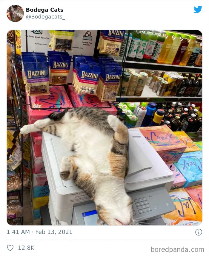 Esta cuenta de Twitter colecciona fotos de gatos en tiendecitas actuando como si fueran los dueños (50 fotos nuevas)