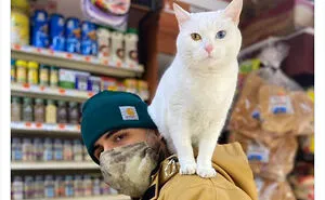 This Twitter Account Collects Photos Of Cats In Small Shops Looking Like They Own The Place (50 New Pics)