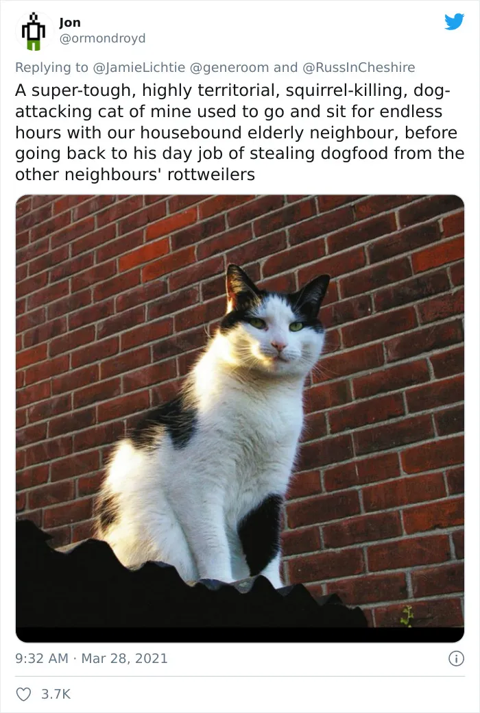 40 "My Cat, Not My Home" And "My Home, Not My Cat" Tweets About Cats That Do What They Want