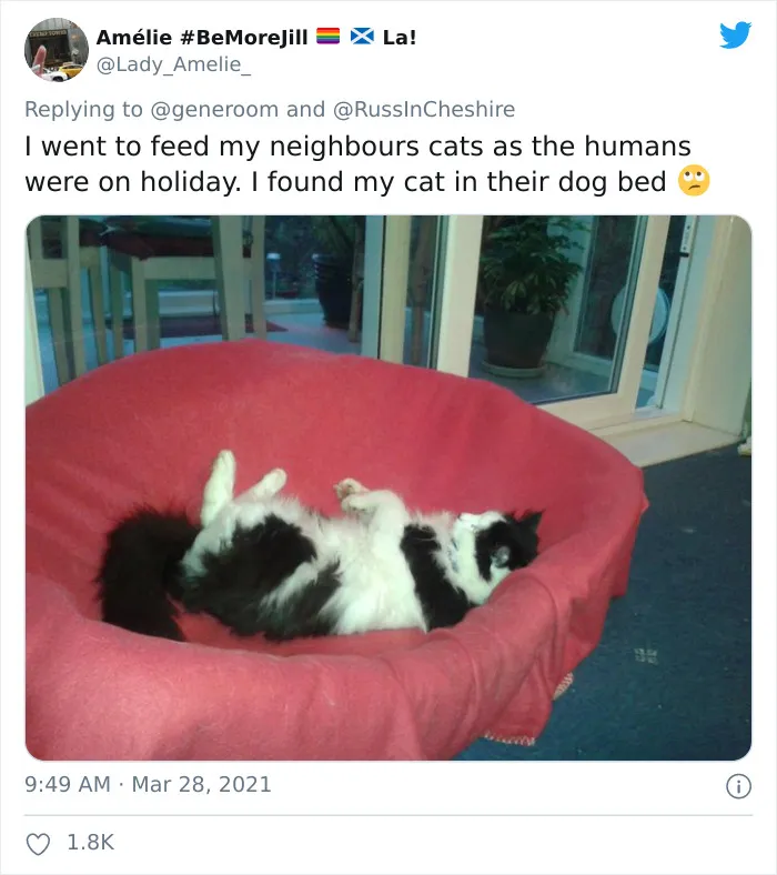 40 "My Cat, Not My Home" And "My Home, Not My Cat" Tweets About Cats That Do What They Want