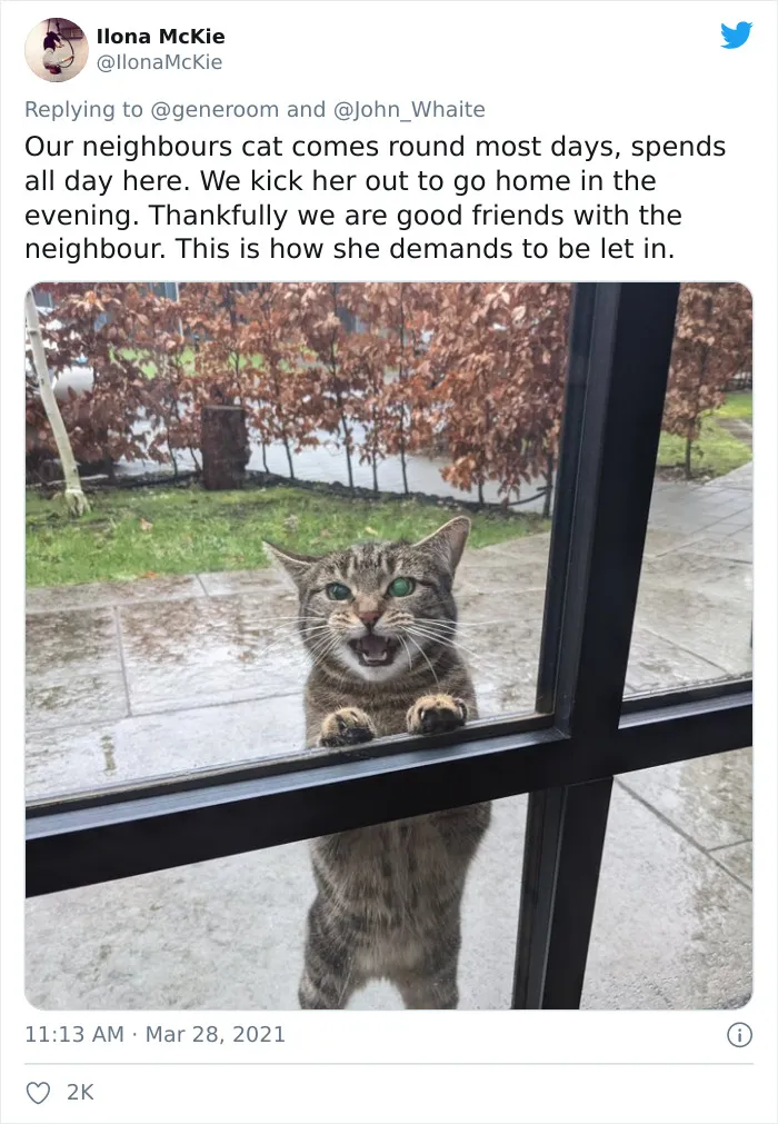 40 "My Cat, Not My Home" And "My Home, Not My Cat" Tweets About Cats That Do What They Want