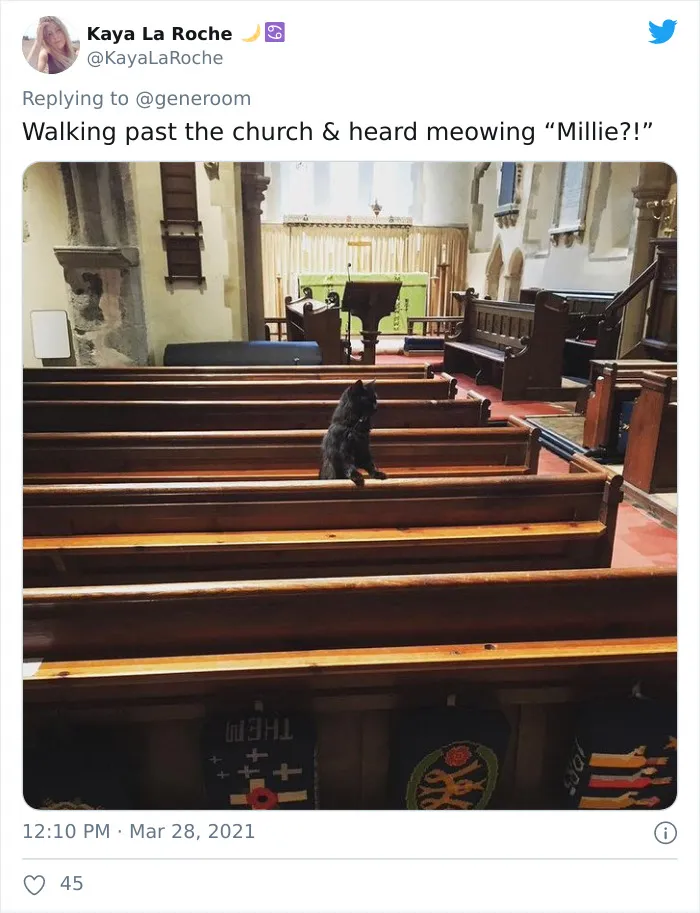 40 "My Cat, Not My Home" And "My Home, Not My Cat" Tweets About Cats That Do What They Want