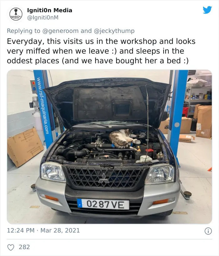 40 "My Cat, Not My Home" And "My Home, Not My Cat" Tweets About Cats That Do What They Want