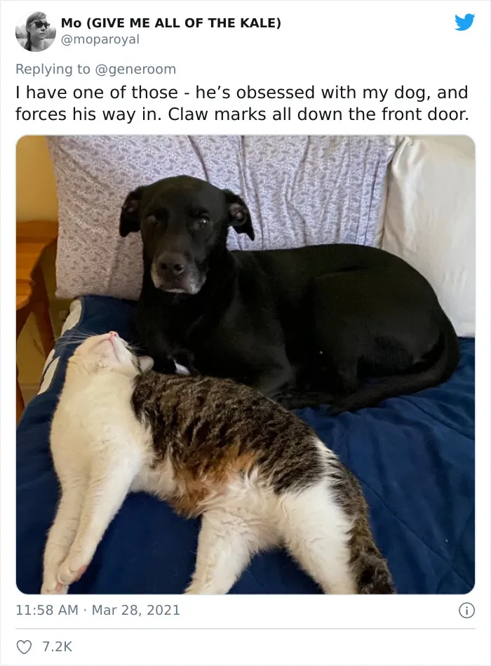 40 "My Cat, Not My Home" And "My Home, Not My Cat" Tweets About Cats That Do What They Want
