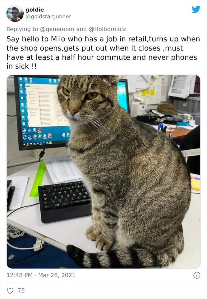 40 "My Cat, Not My Home" And "My Home, Not My Cat" Tweets About Cats That Do What They Want