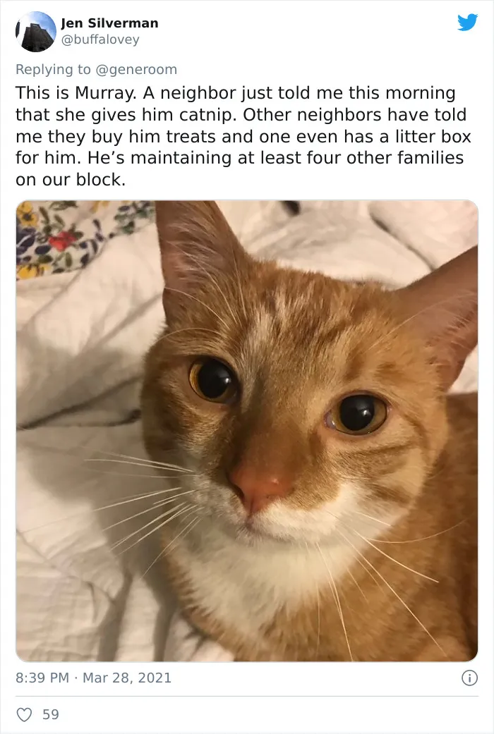 40 "My Cat, Not My Home" And "My Home, Not My Cat" Tweets About Cats That Do What They Want