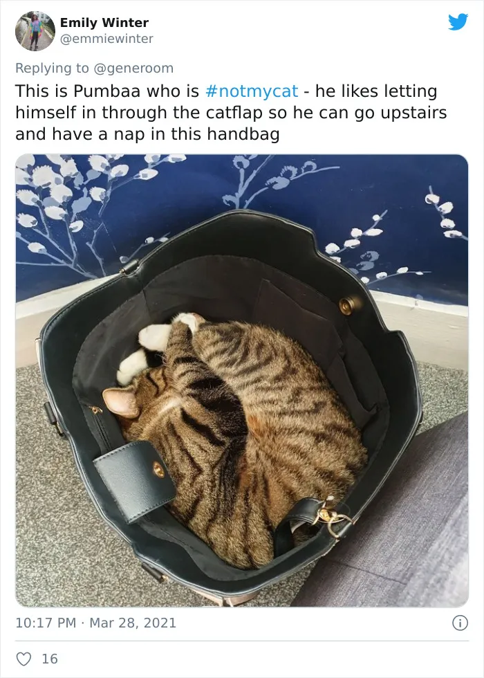 40 "My Cat, Not My Home" And "My Home, Not My Cat" Tweets About Cats That Do What They Want