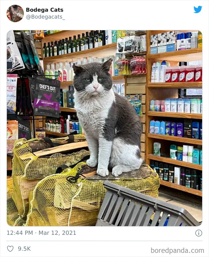 Esta cuenta de Twitter colecciona fotos de gatos en tiendecitas actuando como si fueran los dueños (50 fotos nuevas)
