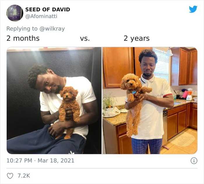 People Are Sharing Sweet 'Then Vs. Now' Photos Of Their Dogs Growing Up Quickly (35 Pics)