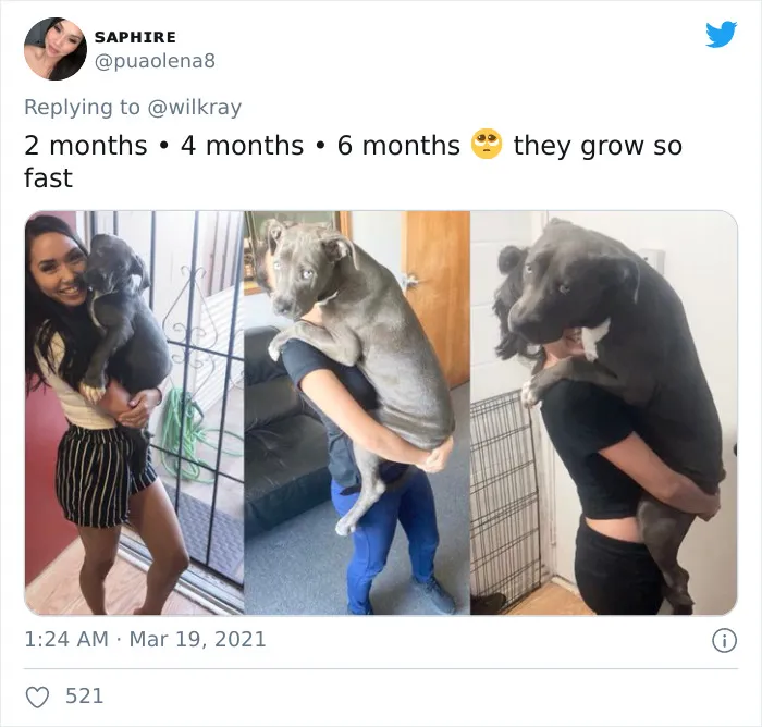 People Are Sharing Sweet 'Then Vs. Now' Photos Of Their Dogs Growing Up Quickly (35 Pics)
