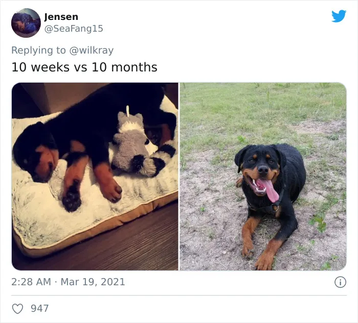 People Are Sharing Sweet 'Then Vs. Now' Photos Of Their Dogs Growing Up Quickly (35 Pics)