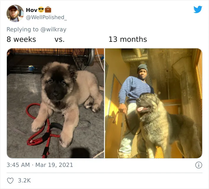 People Are Sharing Sweet 'Then Vs. Now' Photos Of Their Dogs Growing Up Quickly (35 Pics)